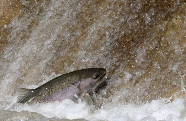 Apri 3, 2026 Rainbow Trout 0508