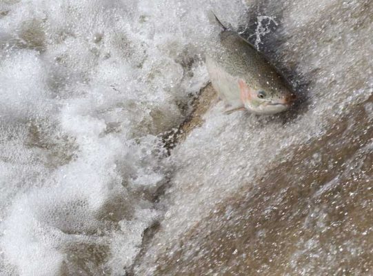 Apri 3, 2026 Rainbow Trout 0509