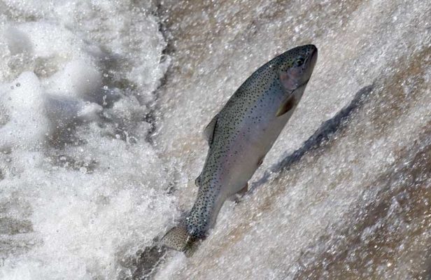 Apri 3, 2026 Rainbow Trout 0510