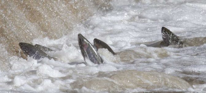 Apri 3, 2026 Rainbow Trout 0511