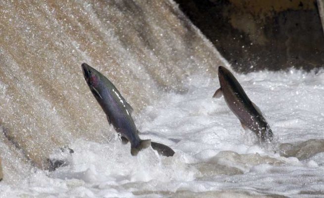 Apri 3, 2026 Rainbow Trout 0512