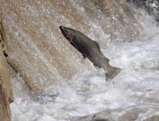 Apri 3, 2026 Rainbow Trout 0513