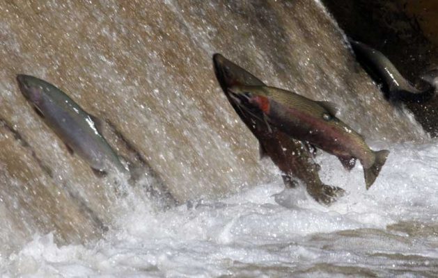 Apri 3, 2026 Rainbow Trout 0514