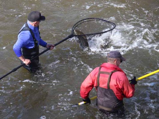 April 11, 2026 The Mill Pratts Pond Fish Lift Cobourg 0824