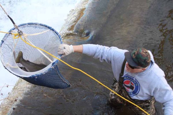 April 11, 2026 The Mill Pratts Pond Fish Lift Cobourg 0826