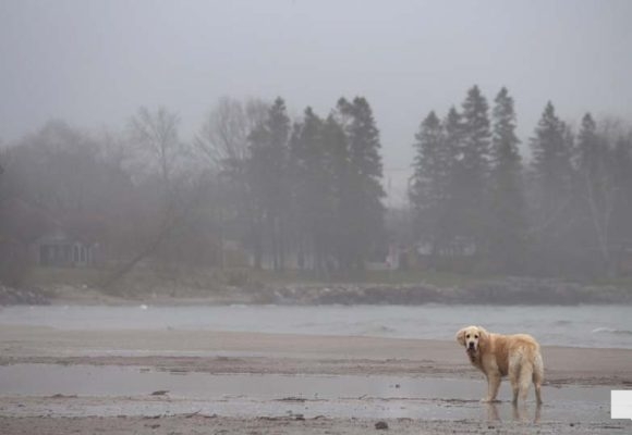 April 15, 2026 Dogs Victoria Beach Cobourg 0881