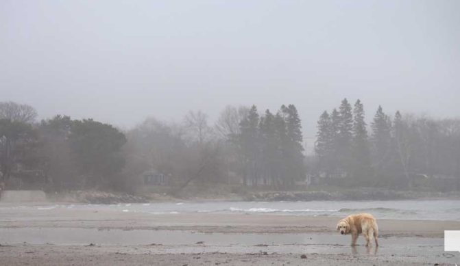 April 15, 2026 Dogs Victoria Beach Cobourg 0882