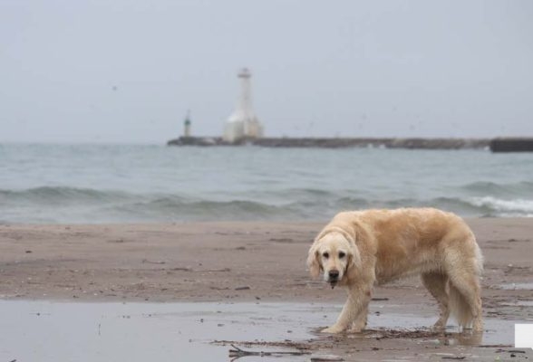 April 15, 2026 Dogs Victoria Beach Cobourg 0883