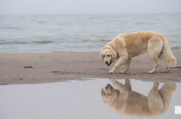 April 15, 2026 Dogs Victoria Beach Cobourg 0884