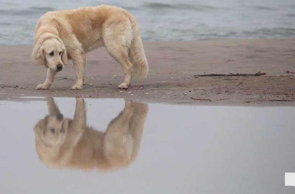April 15, 2026 Dogs Victoria Beach Cobourg 0885