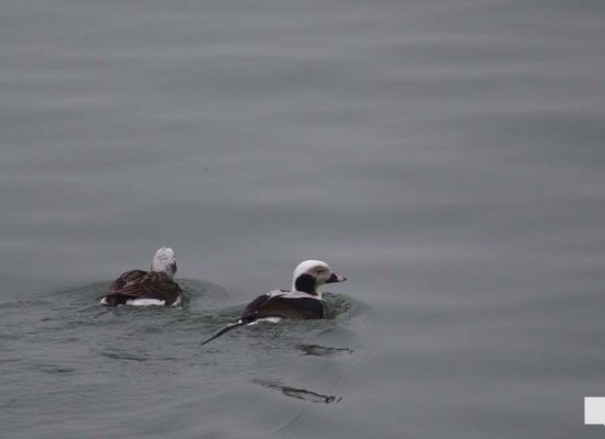 April 15, 2026 Fog 0897