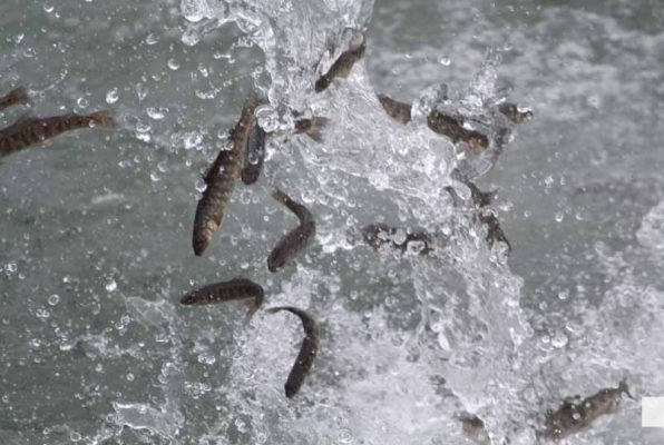 April 15, 2026 Restocking Trout Lake Ontario 0913