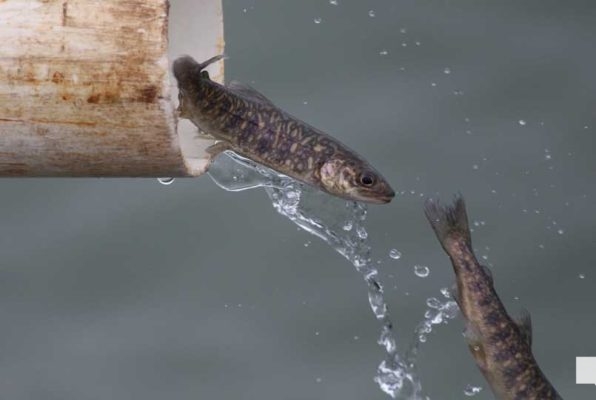 April 15, 2026 Restocking Trout Lake Ontario 0944