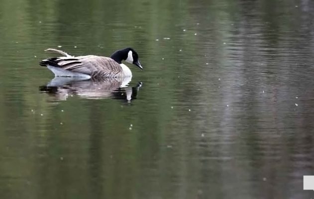 April 19, 2026 Nawautin Sanctuary Goose Geese1104
