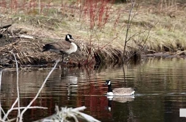 April 19, 2026 Nawautin Sanctuary Goose Geese1105