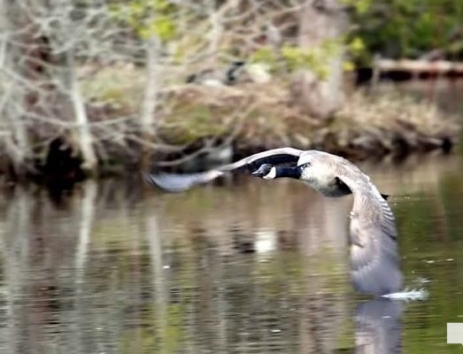 April 19, 2026 Nawautin Sanctuary Goose Geese1106