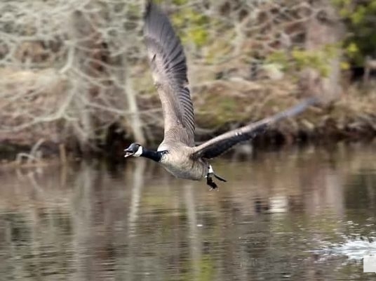 April 19, 2026 Nawautin Sanctuary Goose Geese1107
