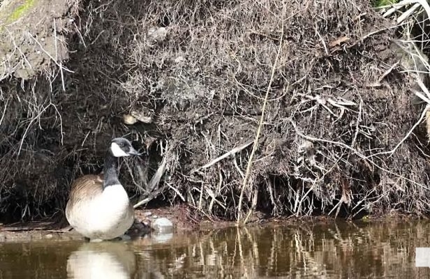 April 19, 2026 Nawautin Sanctuary Goose Geese1108