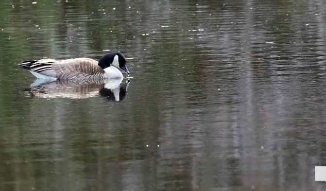 April 19, 2026 Nawautin Sanctuary Goose Geese1109