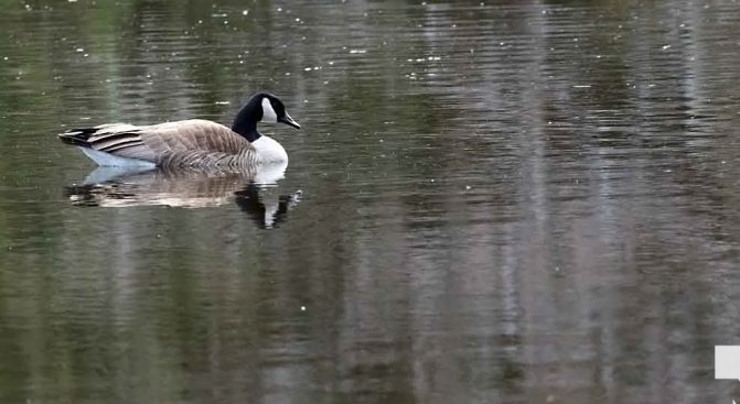 April 19, 2026 Nawautin Sanctuary Goose Geese1110