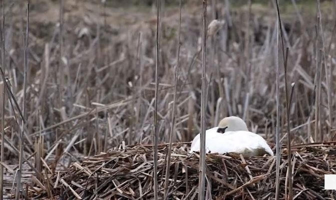 April 19, 2026 Nawautin Sanctuary Swans1099
