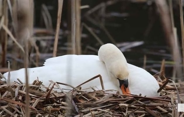 April 19, 2026 Nawautin Sanctuary Swans1100