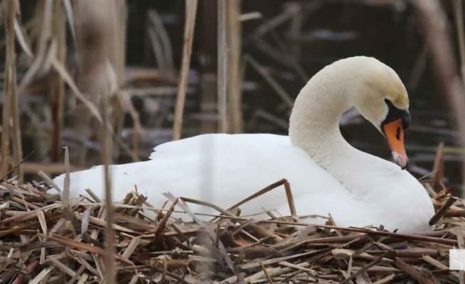 April 19, 2026 Nawautin Sanctuary Swans1101