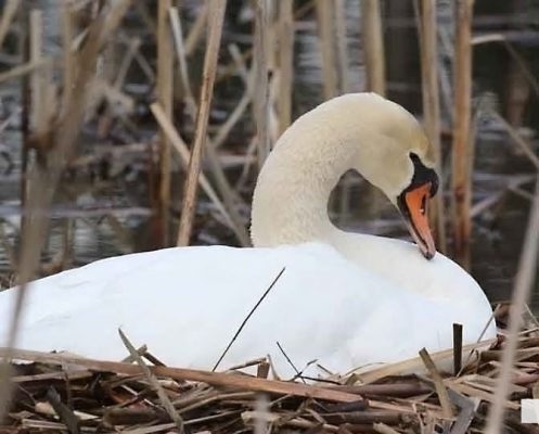 April 19, 2026 Nawautin Sanctuary Swans1102
