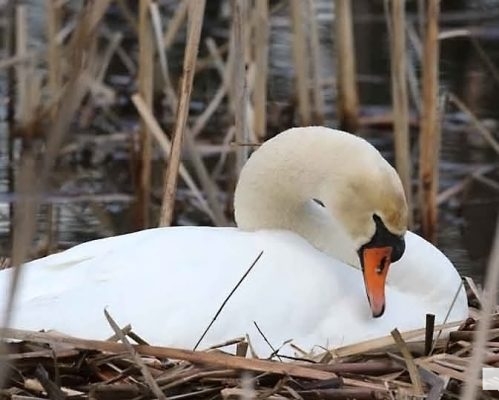 April 19, 2026 Nawautin Sanctuary Swans1103
