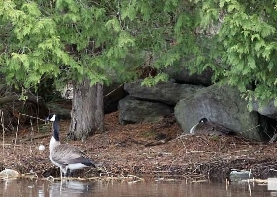 April 19, 2026 Nawautin Sanctuary goose geese1121