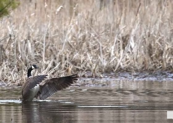 April 19, 2026 Nawautin Sanctuary goose geese1122