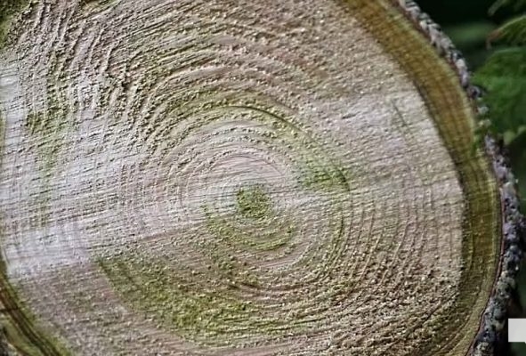 April 19, 2026 Nawautin Sanctuary tree1123