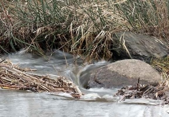 April 19, 2026 Nawautin Sanctuary water1115