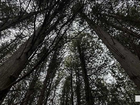 April 19, 2026 Nawautin Sanctuary woods1116.JPEG