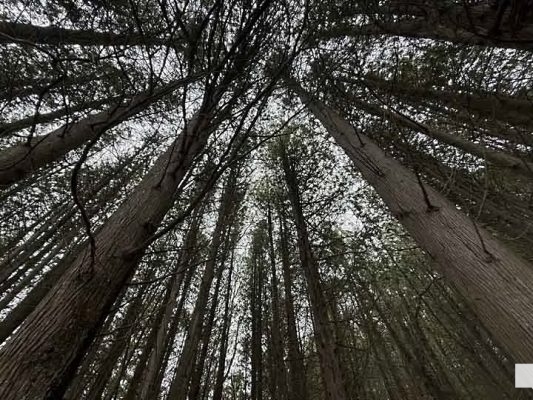 April 19, 2026 Nawautin Sanctuary woods1117.JPEG