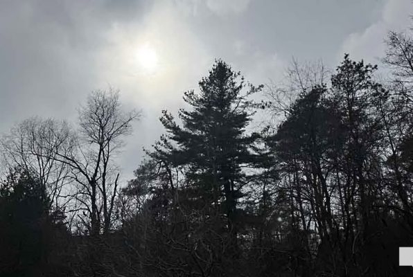 April 19, 2026 Nawautin Sanctuary woods1118.JPEG