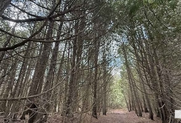 April 19, 2026 Nawautin Sanctuary woods1119.JPEG