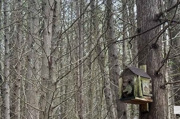 April 19, 2026 Nawautin Sanctuary woods1120.JPEG