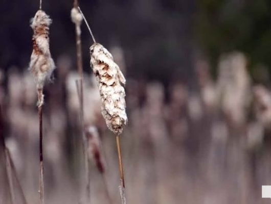 April 19, 2026 Nawautin Sanctuary1070