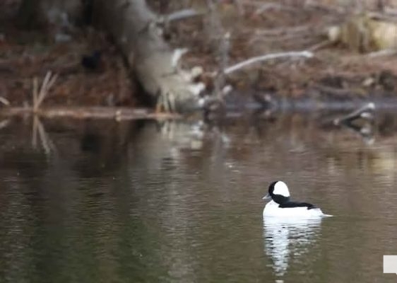 April 19, 2026 Nawautin Sanctuary1074