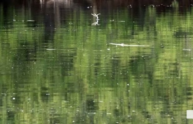 April 19, 2026 Nawautin Sanctuary1075