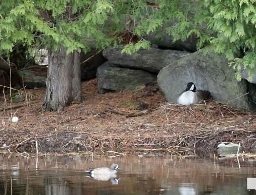 April 19, 2026 Nawautin Sanctuary1084