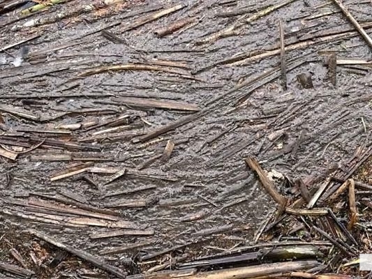 April 19, 2026 Nawautin Sanctuary1092.JPEG