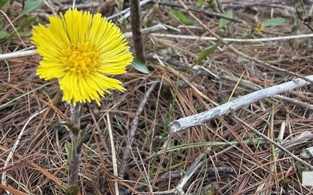 April 19, 2026 Nawautin Sanctuary1097.JPEG