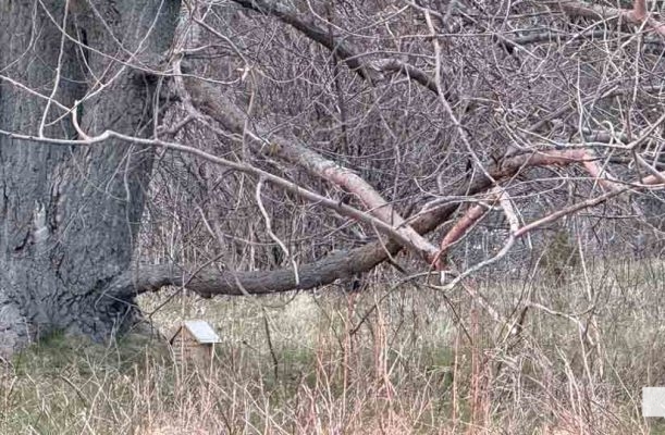 April 21, 2026 Beach Houses Fun Hunt1175