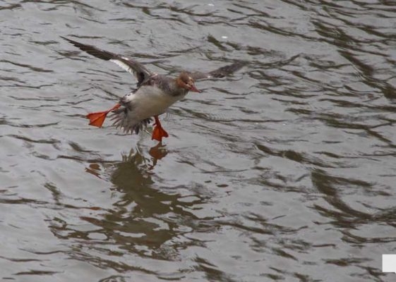 April 25, 2026 Ganaraska Fishing Trout1295