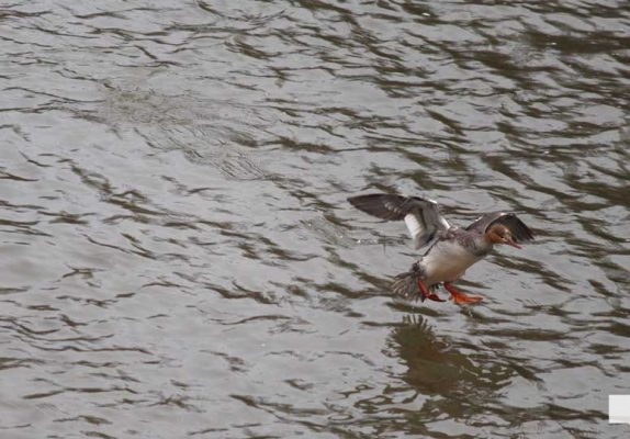 April 25, 2026 Ganaraska Fishing Trout1296