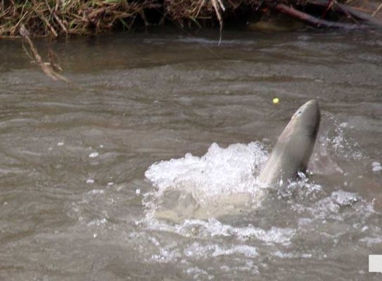 April 25, 2026 Ganaraska Fishing Trout1299