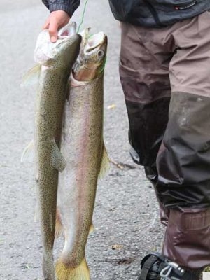 April 25, 2026 Ganaraska Fishing Trout1300