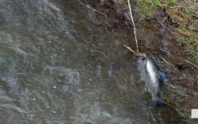 April 25, 2026 Ganaraska Fishing Trout1301